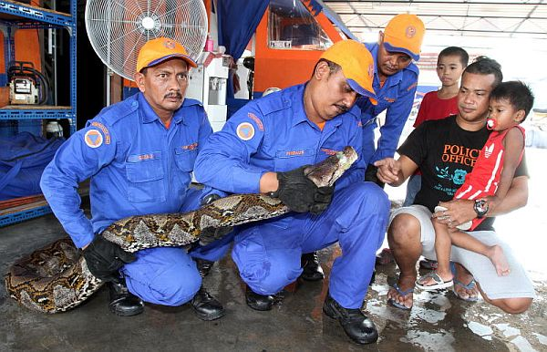 ini tindakan yang perlu dilakukan jika ular masuk ke dalam rumah anda 3