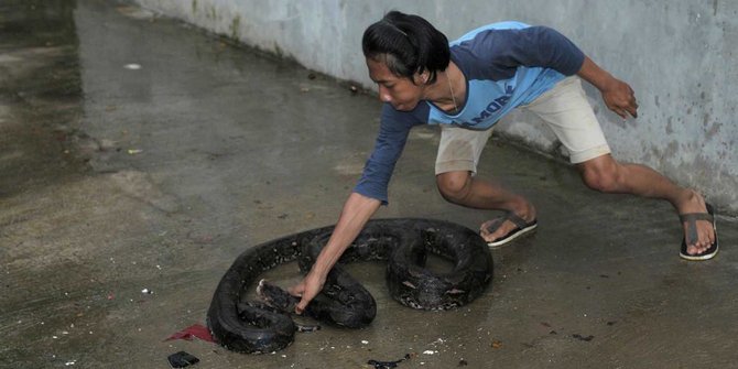 ini tindakan yang perlu dilakukan jika ular masuk ke dalam rumah anda 5