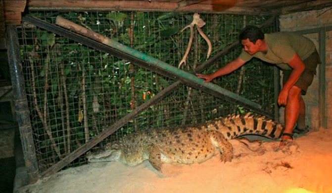 irwan melawat kojek buaya peliharaannya di taman safari bogor