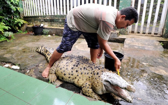 irwan memandikan dan memberus gigi kojek buaya peliharaan