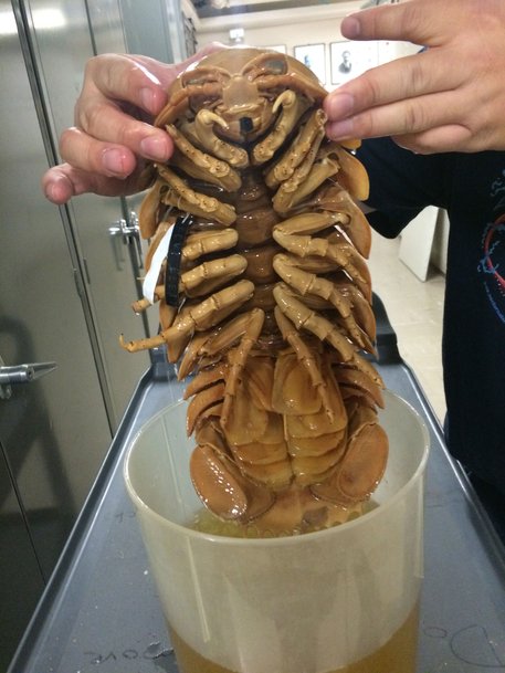 isopod gergasi