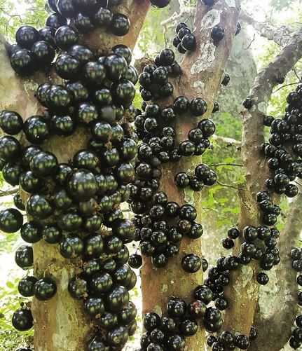 jabuticaba