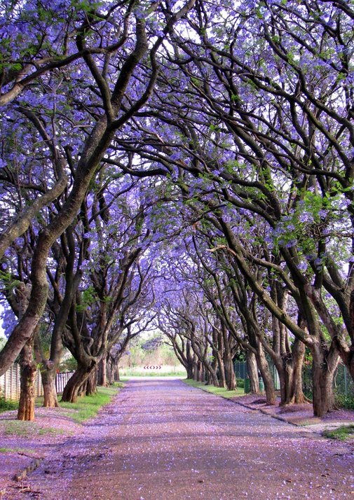 jacaranda