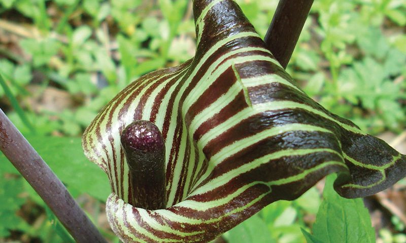 jack in the pulpit