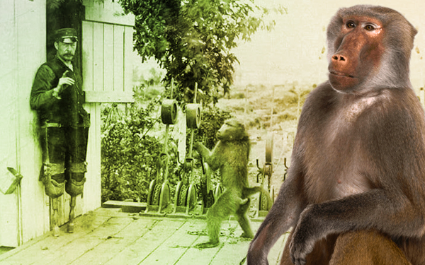 jack the baboon jaga landasan kereta api