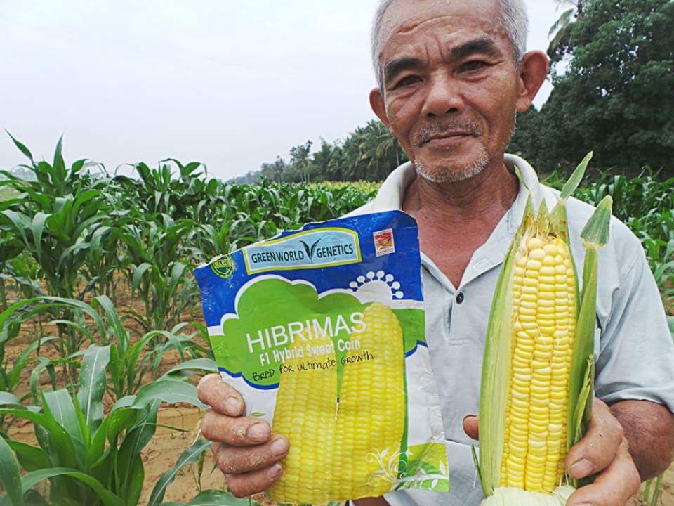 jagung hibrimas