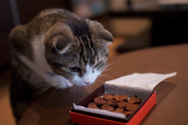 jangan berikan coklat dan gula gula kepada kucing