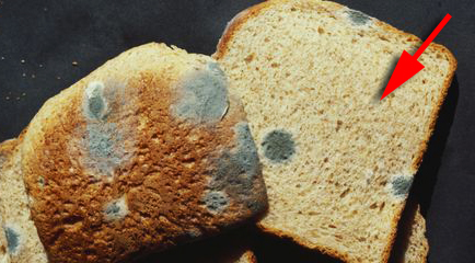 jangan sesekali makan bahagian bersih pada roti yang berkulat