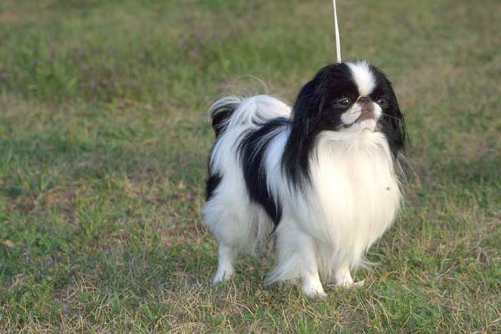 japanese chin