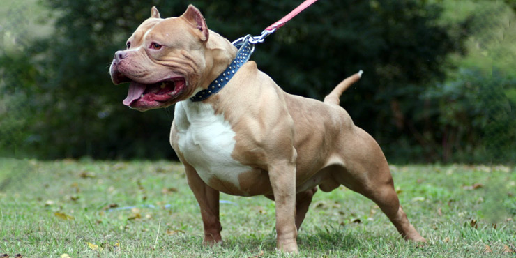 jenis american pitbull