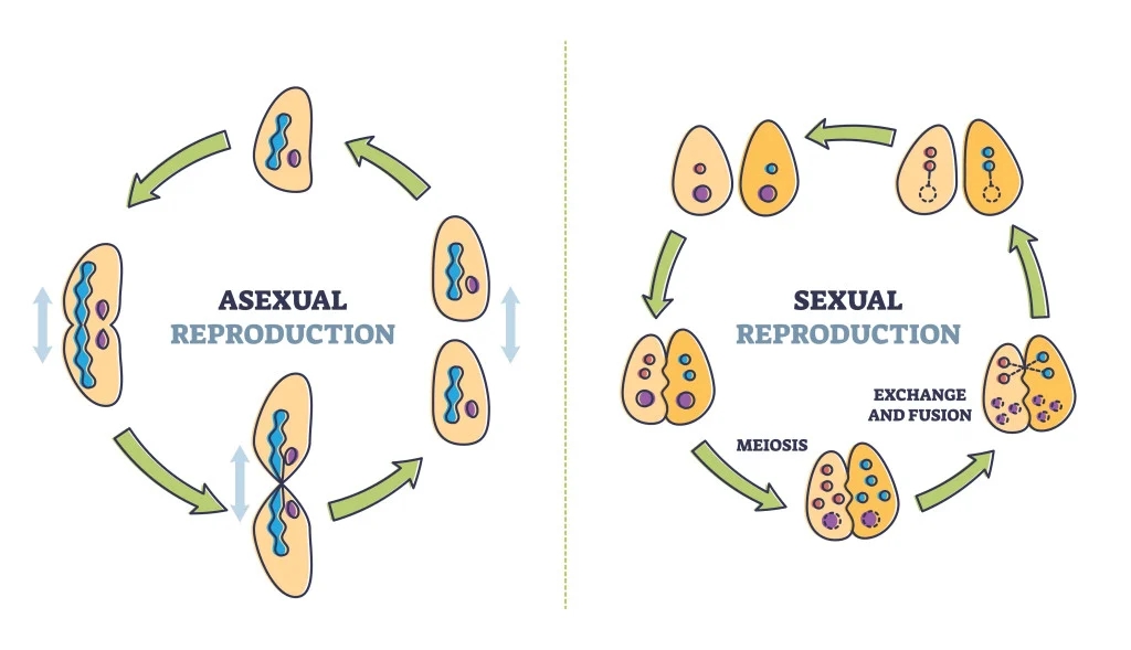 jenis seksual