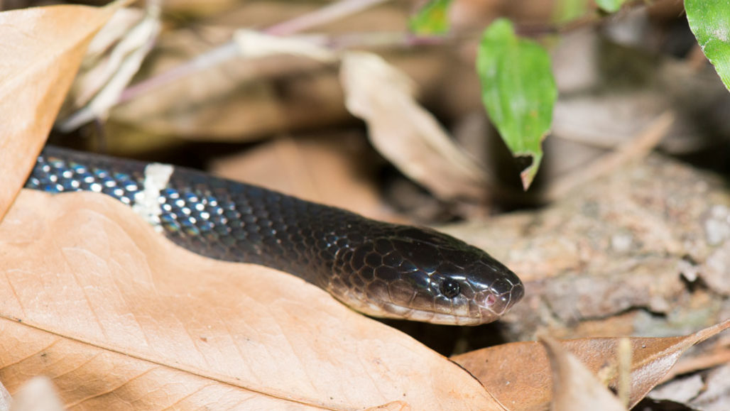 jenis ular dipercayai punca coronavirus