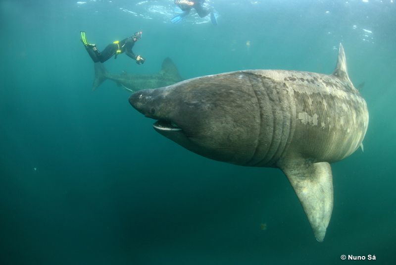 jerung basking ikan paling besar pernah ditangkap oleh manusia