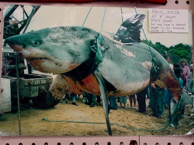 jerung putih ikan paling besar pernah ditangkap oleh manusia