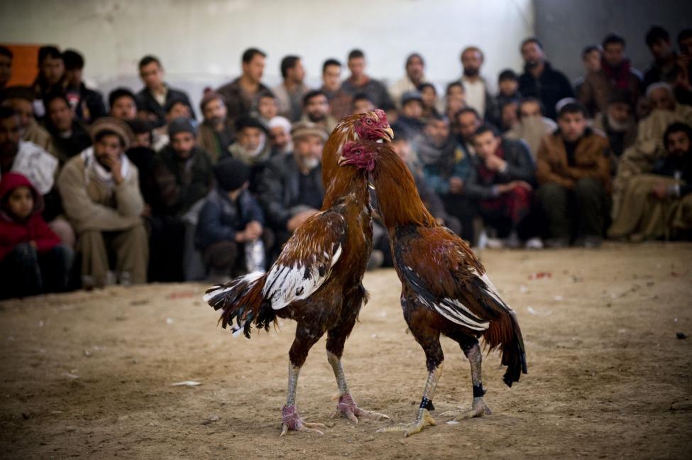 jose luis ochoa mati ditikam ayam