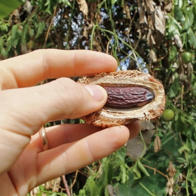 kacang tonka diharamkan kerana berbahaya