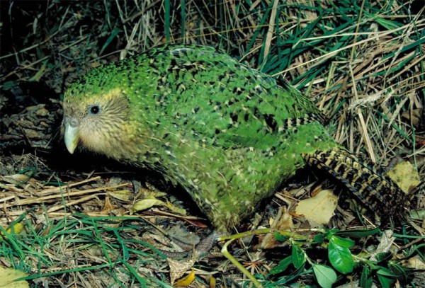 kakapo