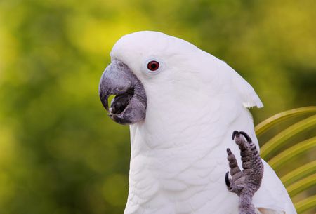 kakatua cockatoo