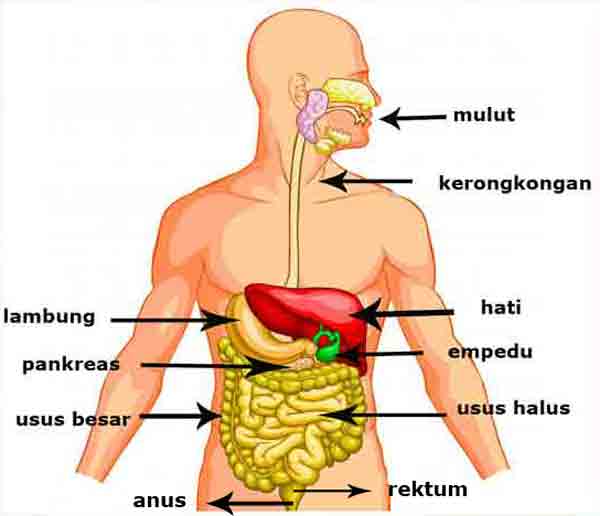 kaki ayam organ pencernaan