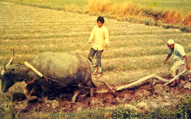 kalenda padi bulan piama kedah