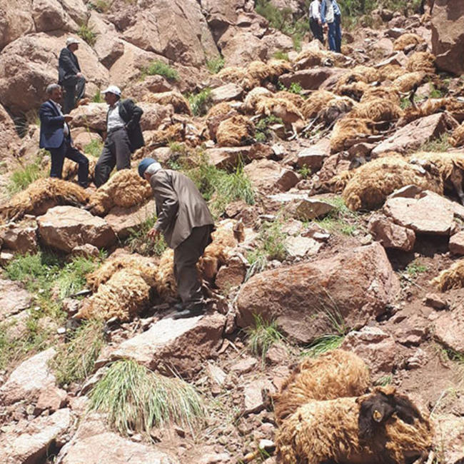 kambing biri biri melompat di turkey