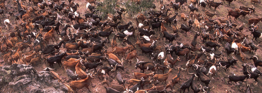 kambing di kepulauan galapagos