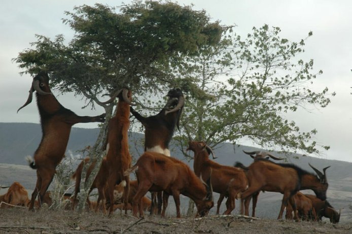 kambing galapagos