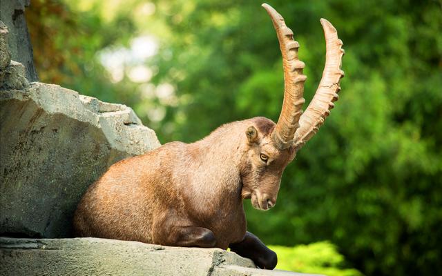 kambing gurun makin pupus