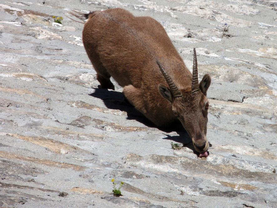 kambing panjat bukit