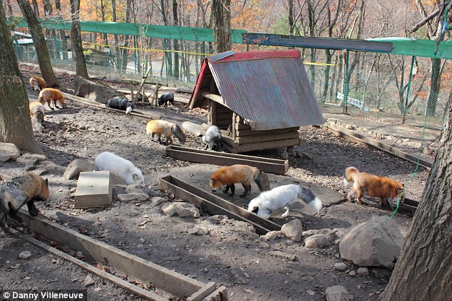 kampung musang