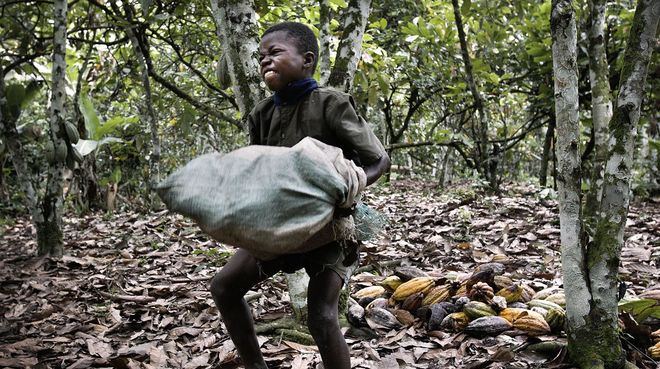 kanak kanak ladang koko