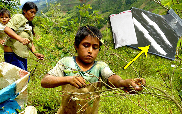 kanak kanak petik daun koka kokain di peru