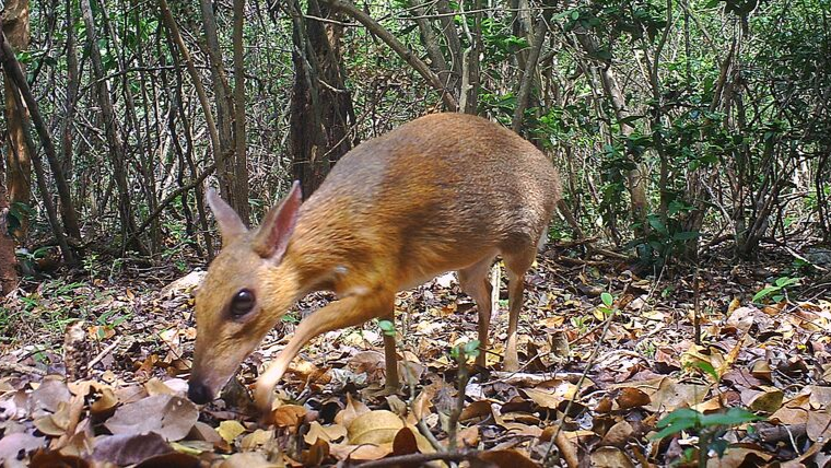 kancil makin pupus