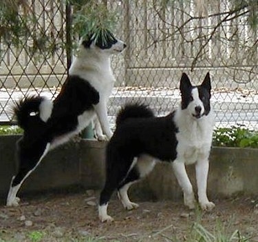 karelian bear dog