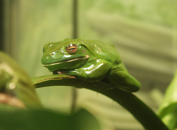 katak 8 haiwan dengan tabiat tidur yang pelik dan unik