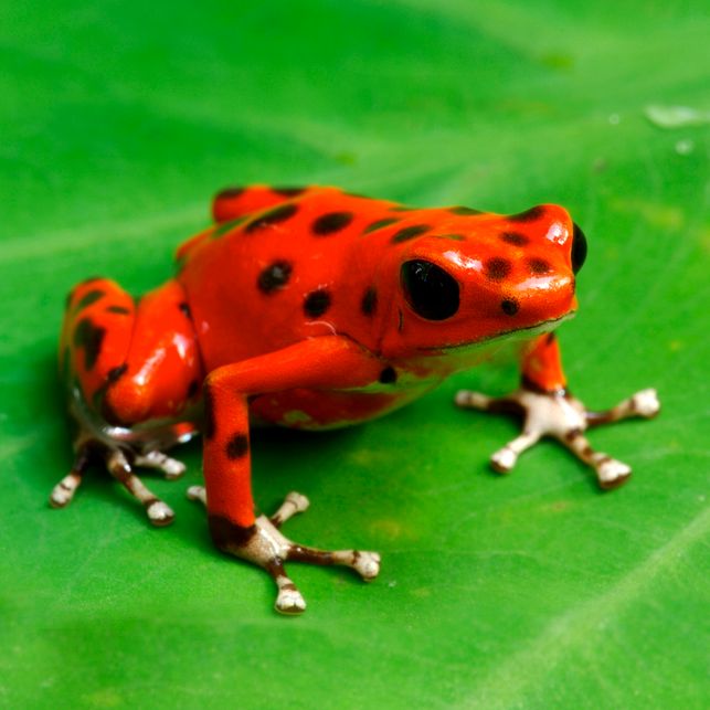 katak berbisa 60