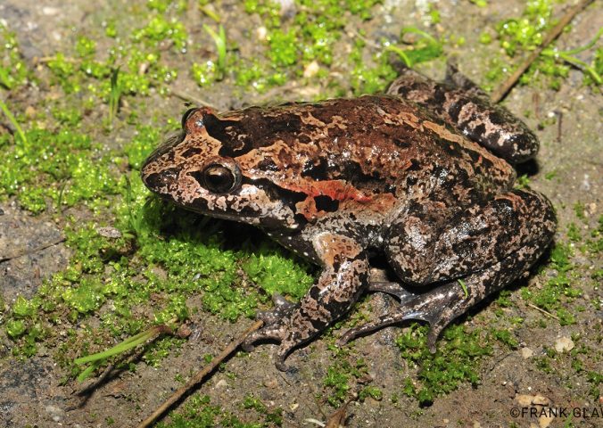 katak bercorak hula