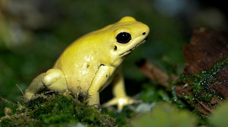 katak emas beracun 251