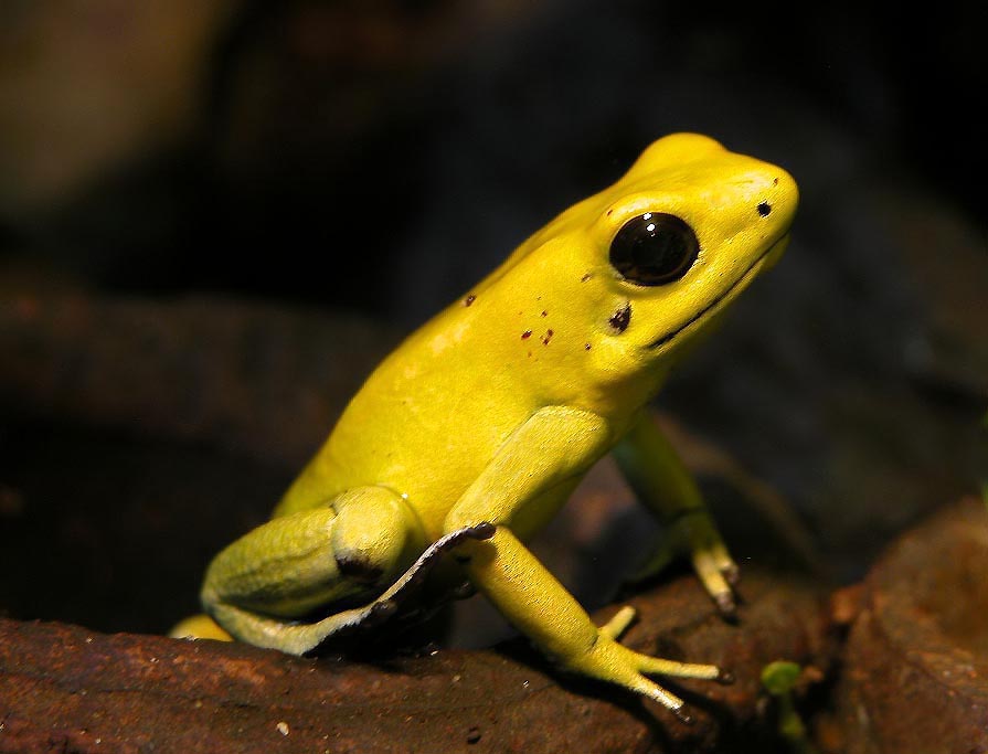 katak emas beracun