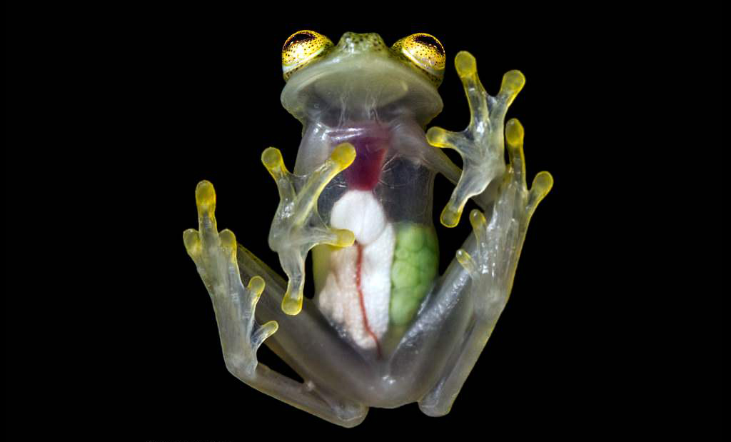 katak gelas glass frog lut sinar