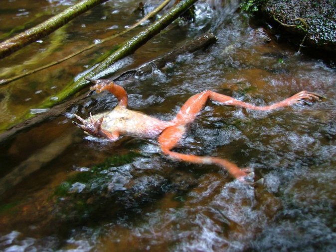 katak mati akibat chytridiomycosis