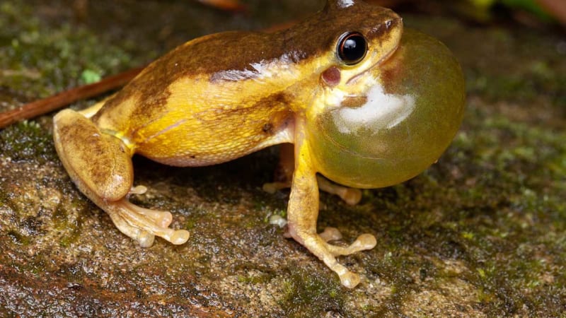 katak pokok menjerit