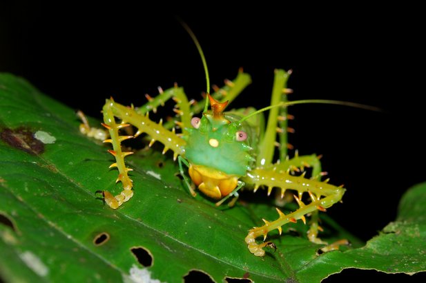 katydid berduri