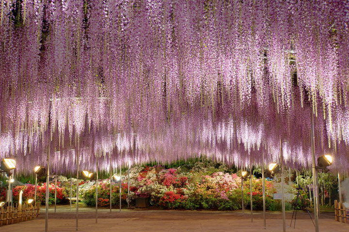 kawachi fujien wisteria garden