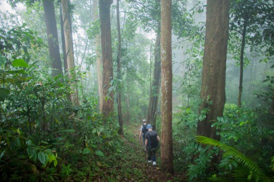 kawasan hutan kinabalu