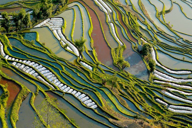 kawasan pertanian di yunnan