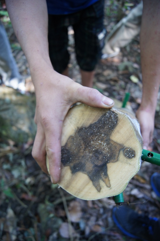 kayu gaharu terhasil akibat kulat