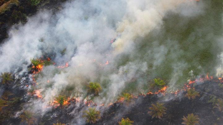 kebakaran hutan di kalimantan