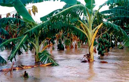 kebun banjir