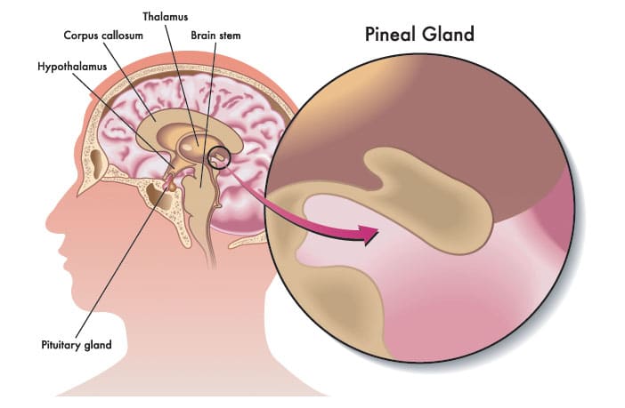 kedudukan kelenjar pineal